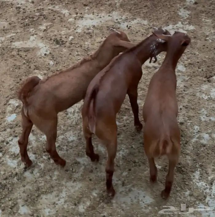 تيوس دهم صغار 1