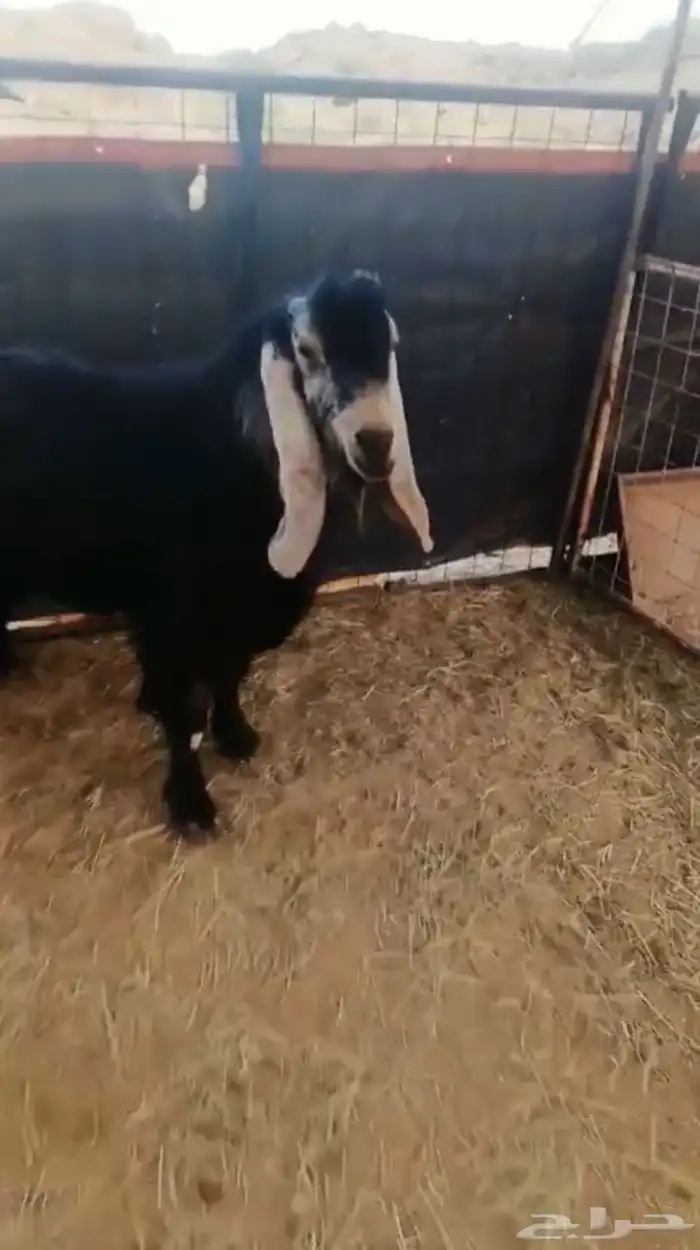 تيس عارضي للبيع 2