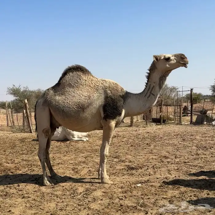 لقحه شقحاء 0