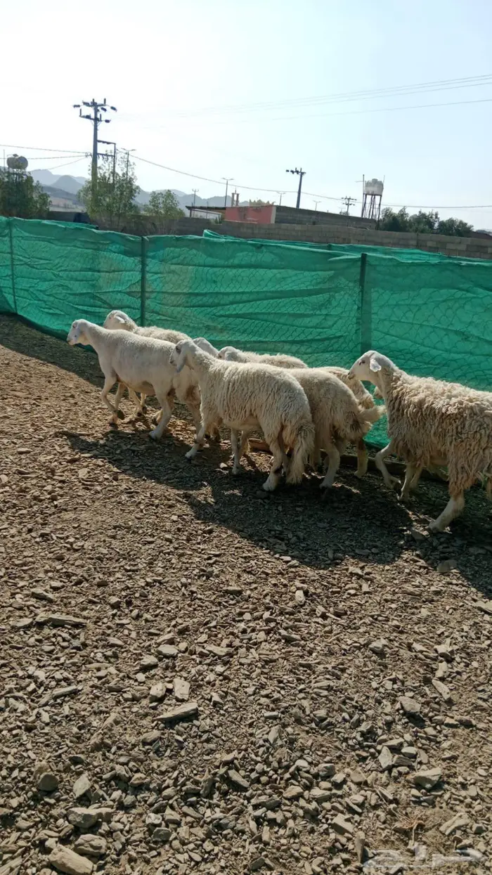 رخال عدد ثمان دفيع 0