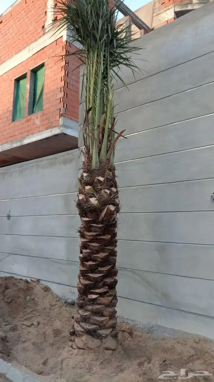 ابو ناصر لتوريد وتركيب جميع انواع انخل المثمر وزينه لتواصل 2