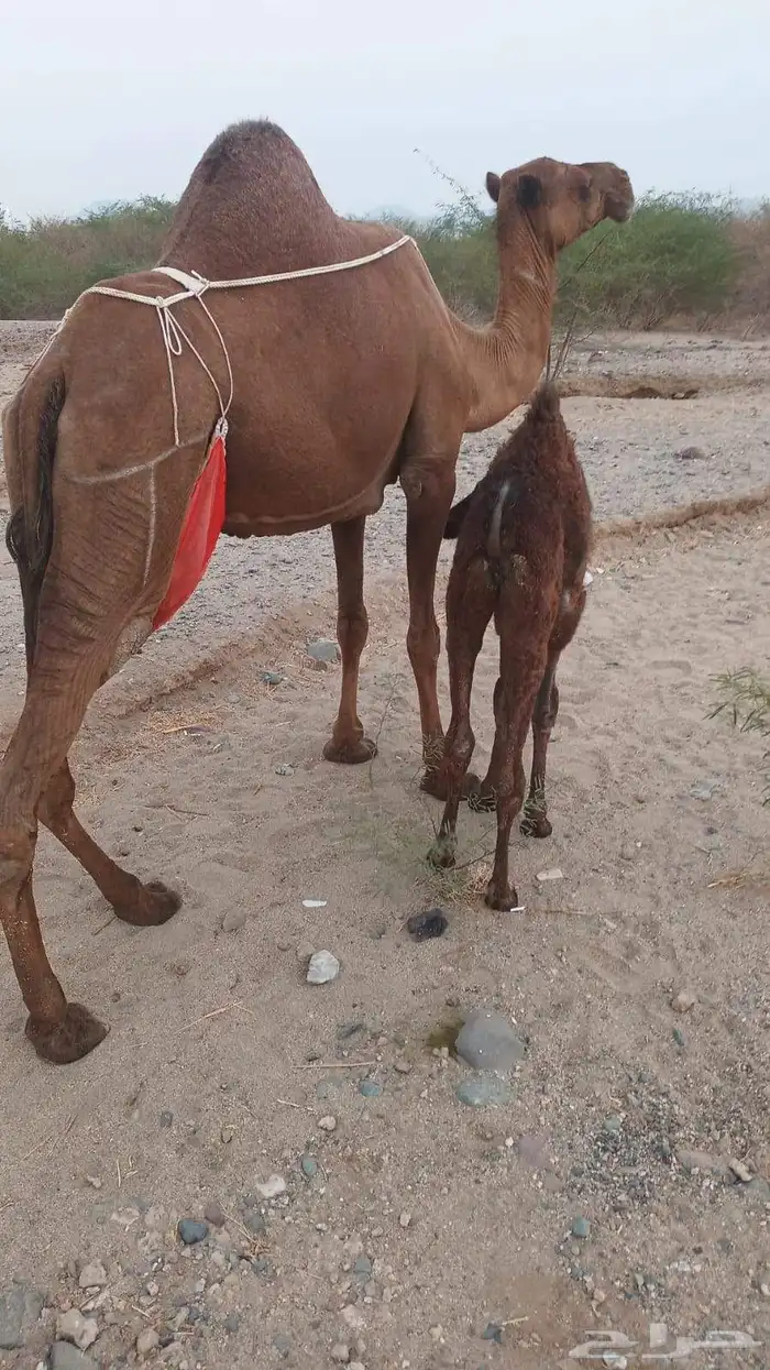 مصغر منيحه ب 6500 1