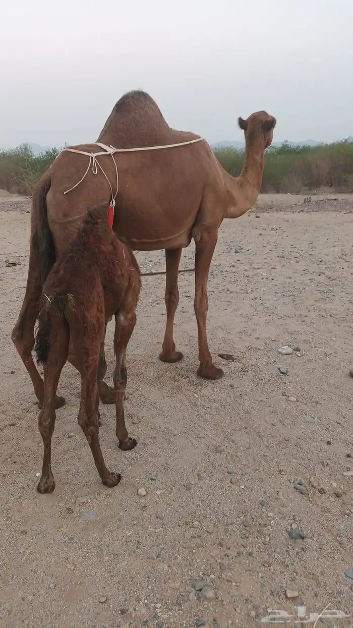 مصغر منيحه ب 6500 0