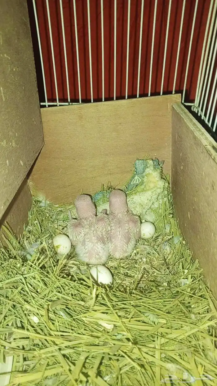 روز جوز البينو الجوز منتج 8