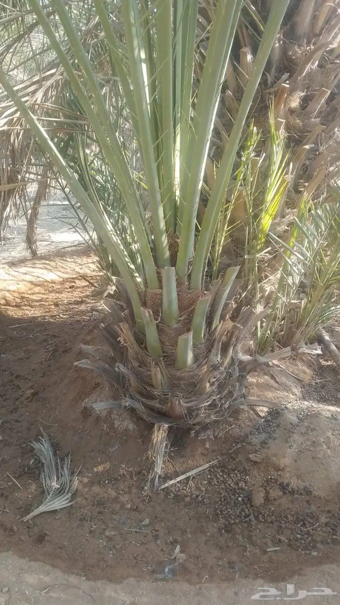 يوجد عندنا فروخ صقعي وخلاص وبرحي طيبه اسعار مناسبه لتواصل 0