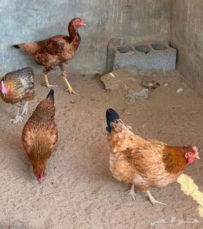 دجاج باكستاني و هولندي و امريكي و فقاسه وحضنه 4