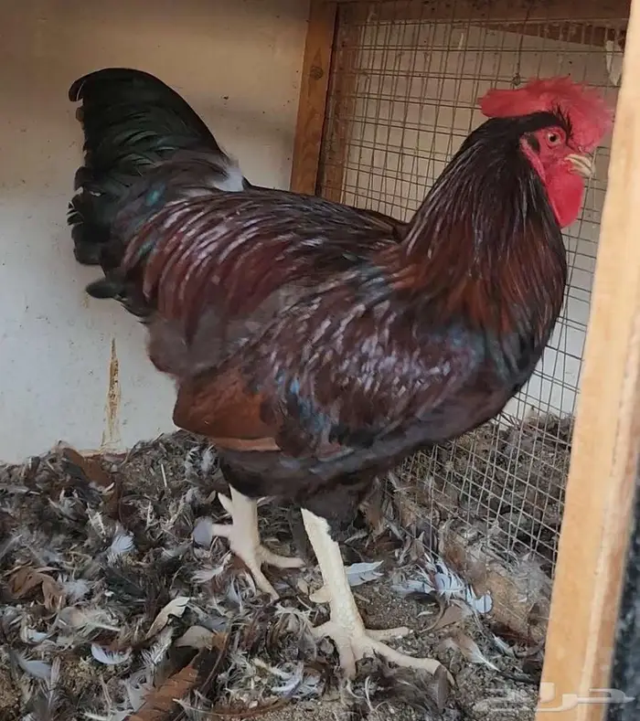 ديوك فرنسي منتجه 5