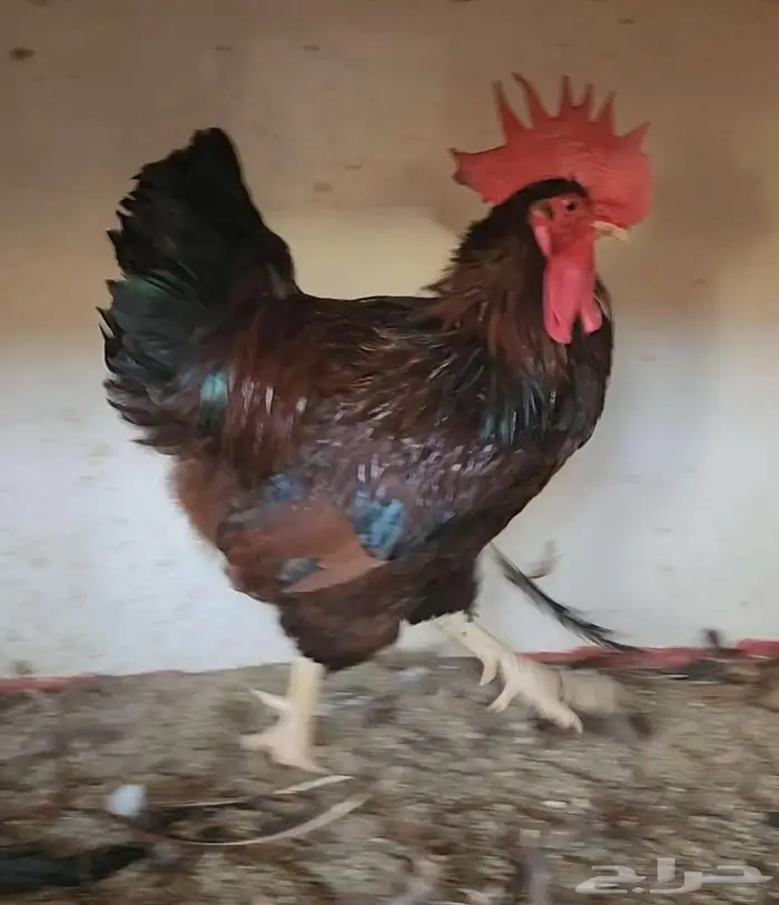 ديوك فرنسي منتجه 3