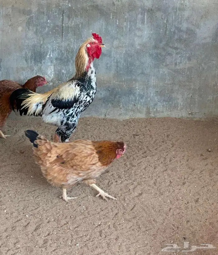 دجاج باكستاني و هولندي و امريكي و فقاسه وحضنه 3