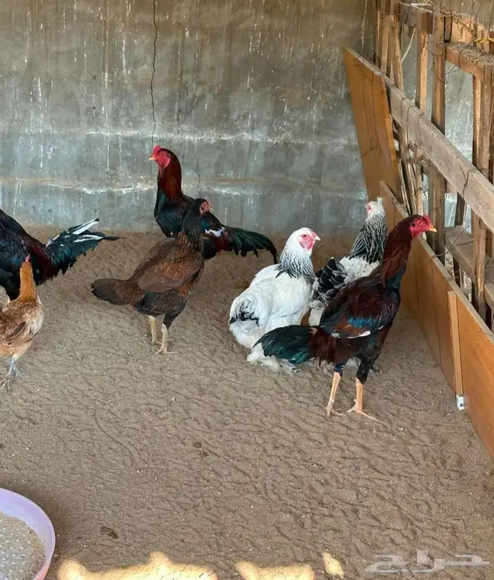 دجاج باكستاني و هولندي و امريكي و فقاسه وحضنه 2