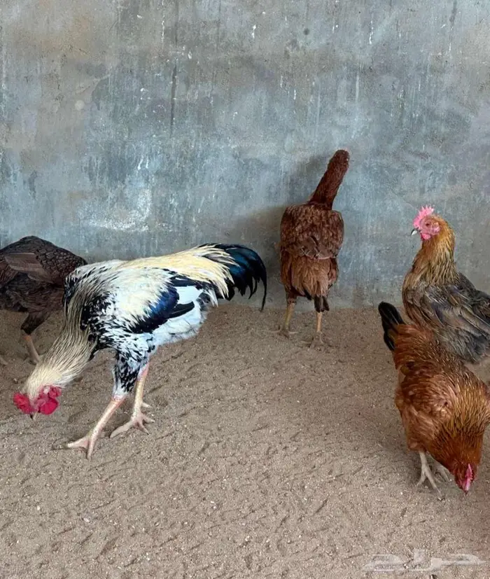 دجاج باكستاني و هولندي و امريكي و فقاسه وحضنه 5