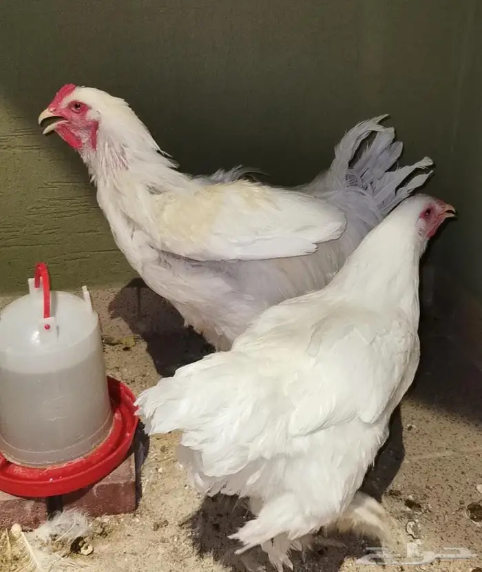 جوز دجاج الماني عملاق 0