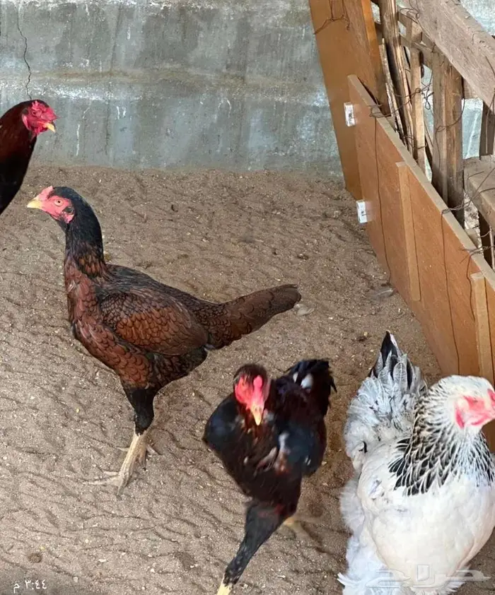 دجاج باكستاني و هولندي و امريكي و فقاسه وحضنه 10