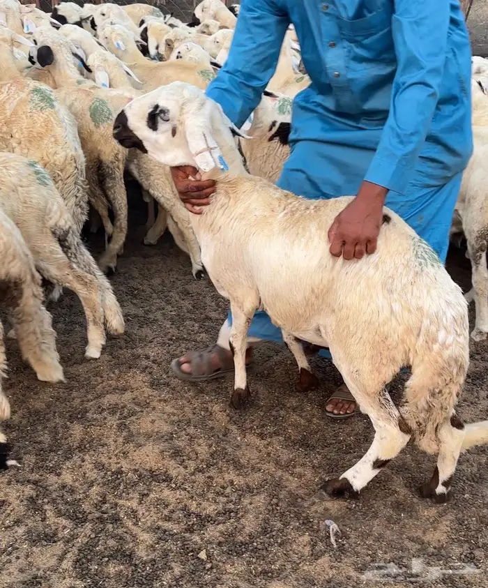 طليان سواكني العدد 40 والسعر 890 جملة فقط 1