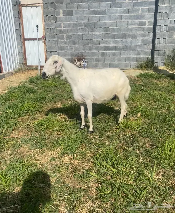 نعجة صفرا من خيرة الضان 1