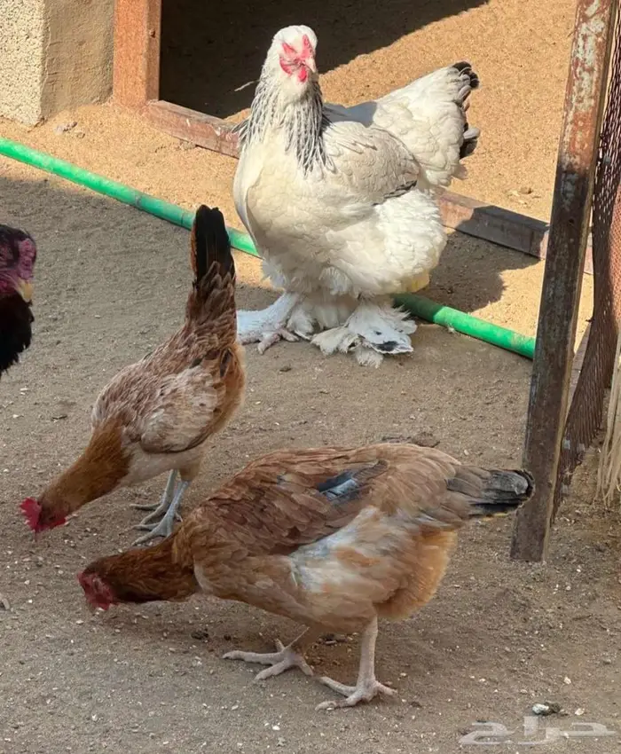دجاج باكستاني و هولندي و امريكي و فقاسه وحضنه 9