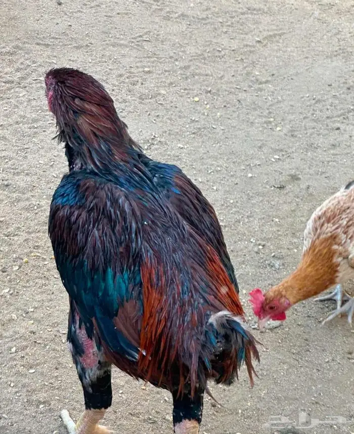 دجاج باكستاني و هولندي و امريكي و فقاسه وحضنه 8