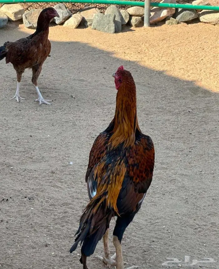 دجاج باكستاني و هولندي و امريكي و فقاسه وحضنه 7