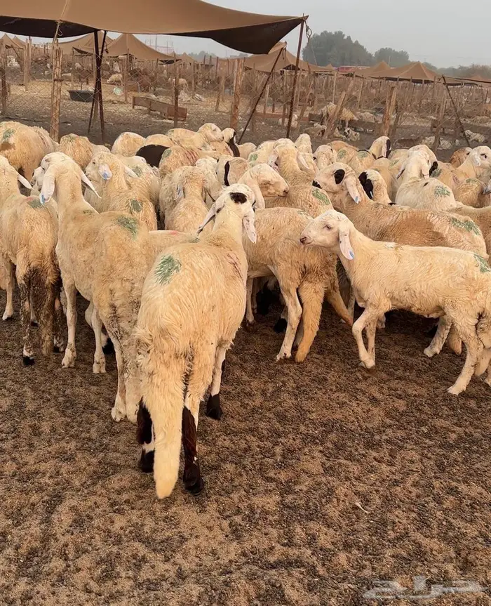 طليان سواكني العدد 40 والسعر 890 جملة فقط 5