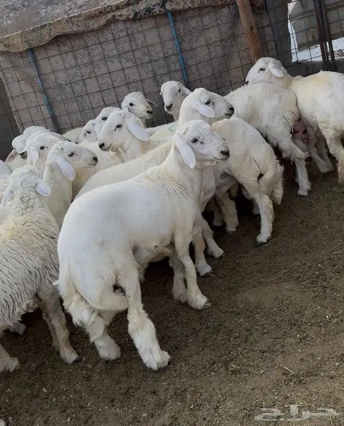 ذبايح طليان حري سواكن مع الذبح والتوصيل 4