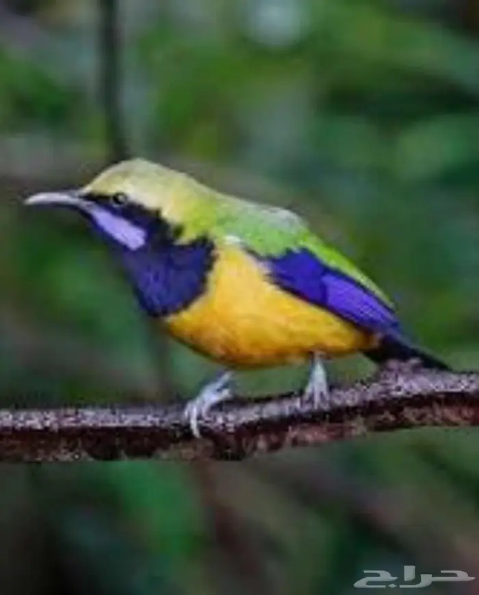 لأصحاب النوادر وهواة الطيور المغردة 2