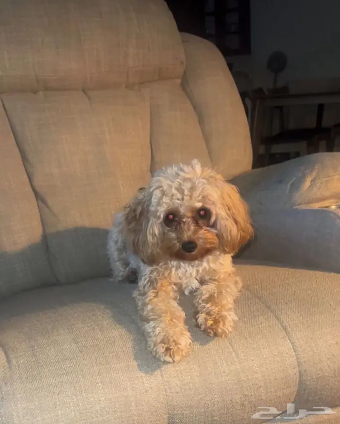 كلاب بودل ذكر و أنثى للبيع مع بعض 1