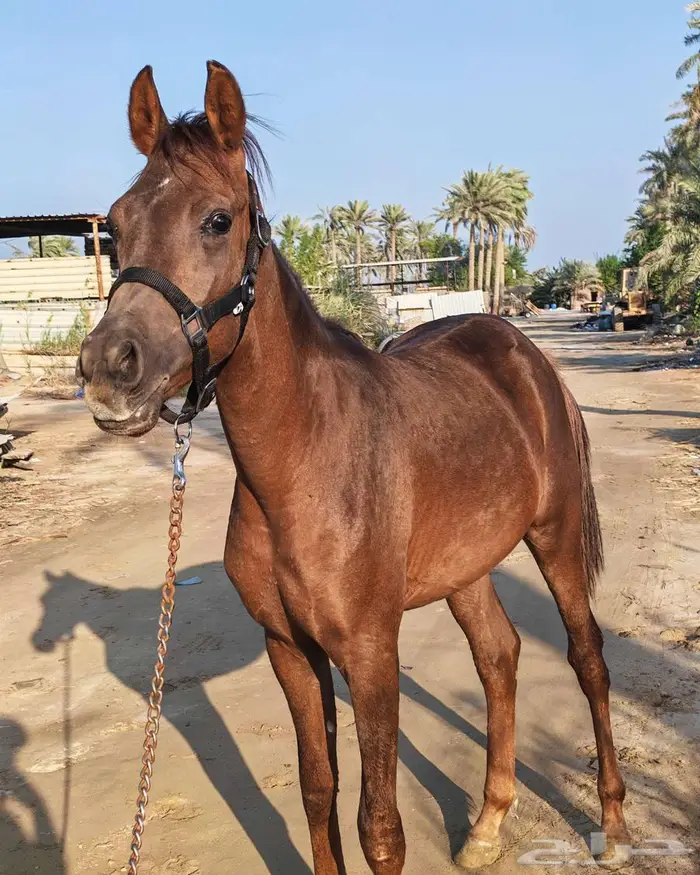 للبيع مهر العمر سنه وبضع اشهر الارتفاع 6 بلكات ونصف 2