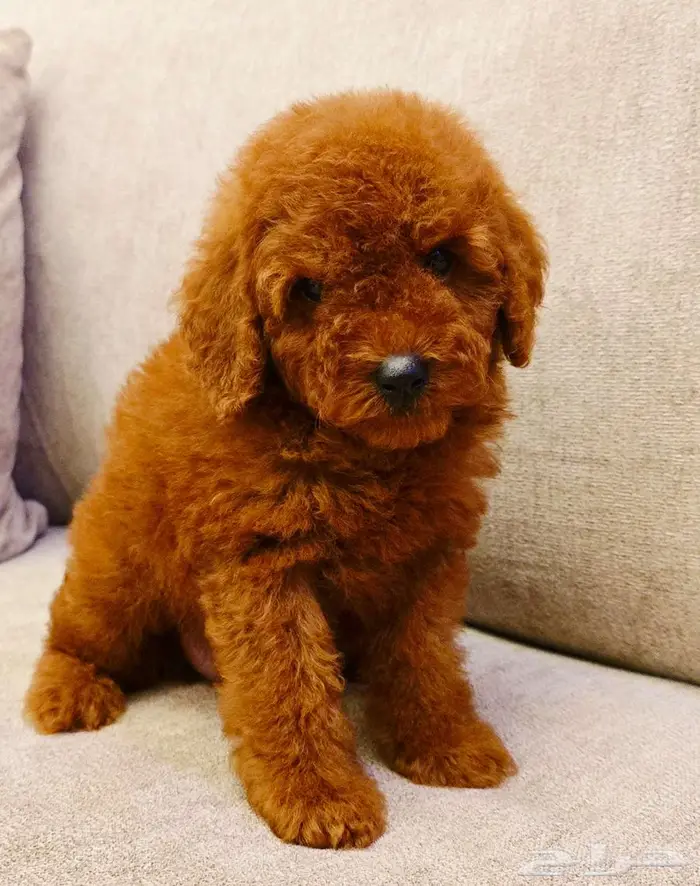 Mini toy poodle and pomerinanبودل وبومرينيم 0