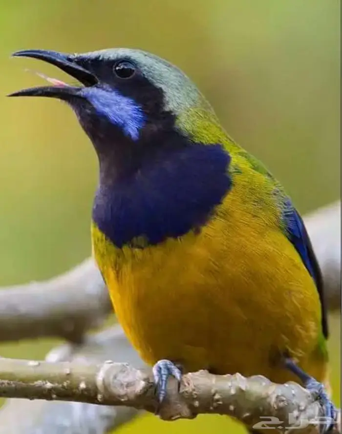 لأصحاب النوادر وهواة الطيور المغردة 1