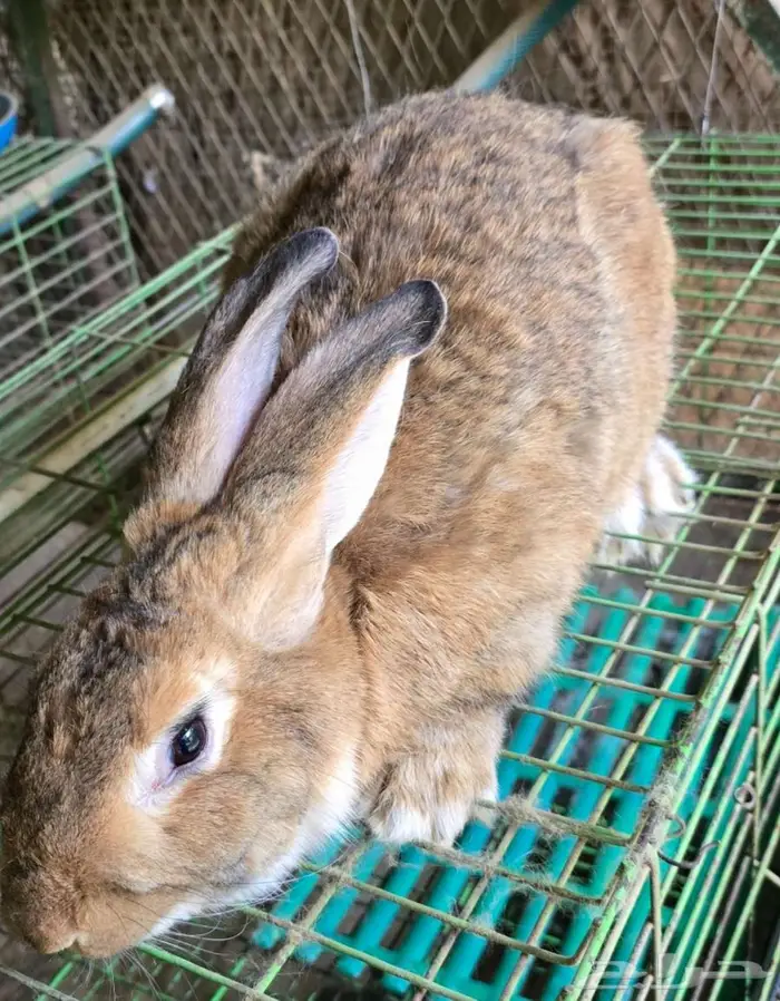 ارانب ذكر شنشيلا 1