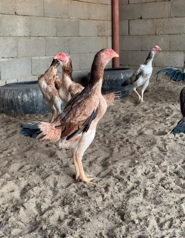 دجاج شامو ياباني تم البيع 0