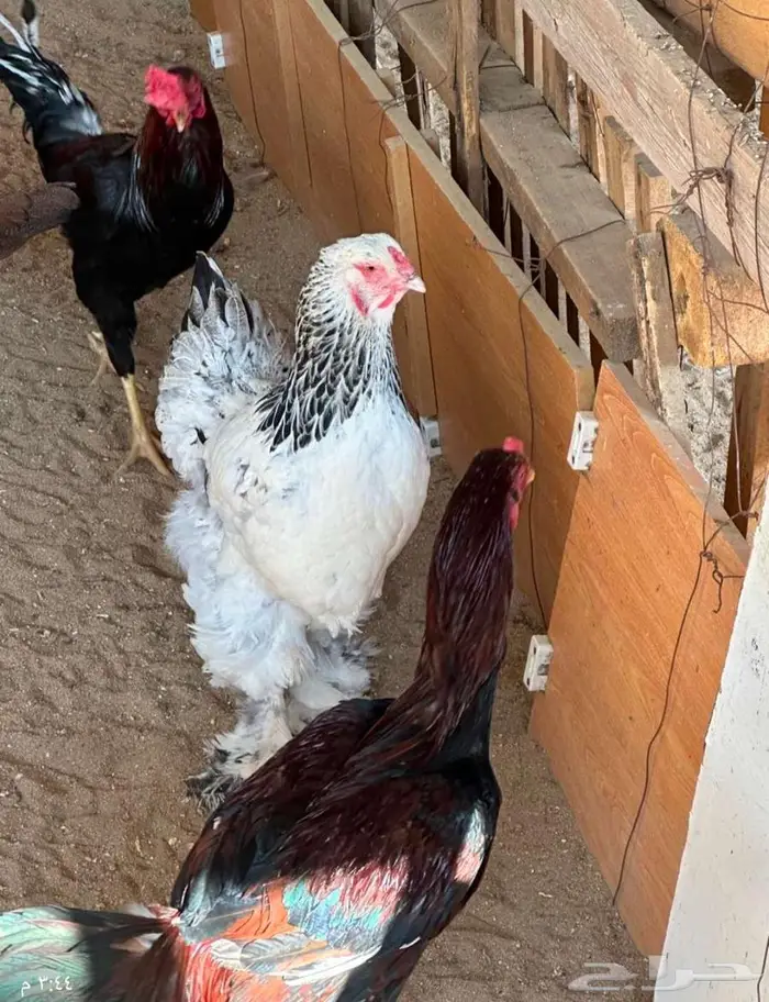 دجاج باكستاني و هولندي و امريكي و فقاسه وحضنه 1