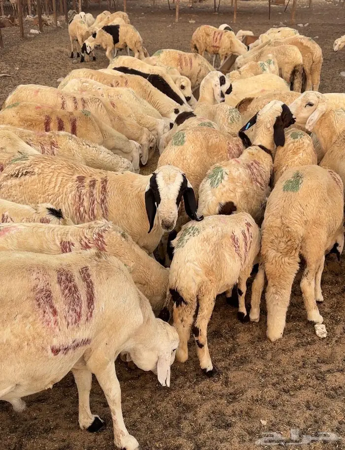 طليان سواكني العدد 40 والسعر 890 جملة فقط 4