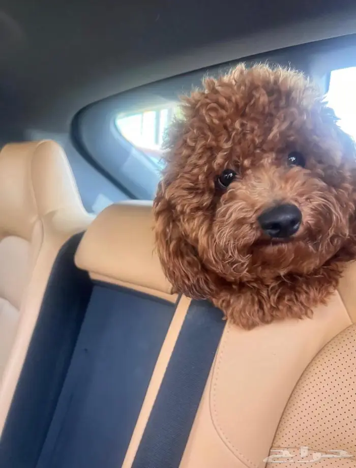 كلاب بودل ذكر و أنثى للبيع مع بعض 0