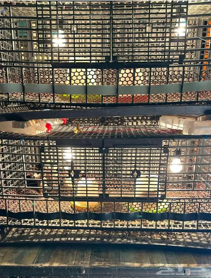 دجاج باكستاني و هولندي و امريكي و فقاسه وحضنه 13