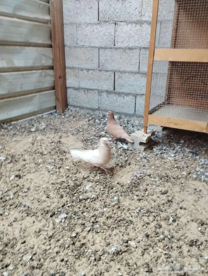 الاحساء الحليله 2