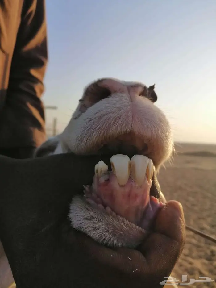 حريه مطفل ثنيه 4