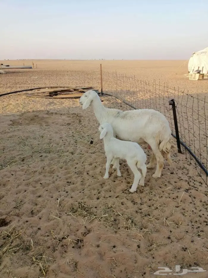 حريه مطفل ثنيه 0