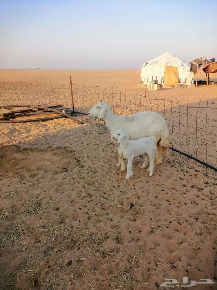 حريه مطفل ثنيه 3