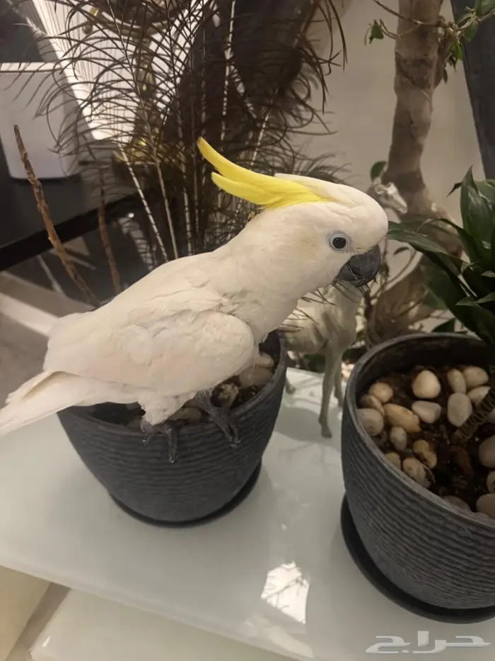 ببغاء كوكاتو متكلم أليف وذكي جد ا 1