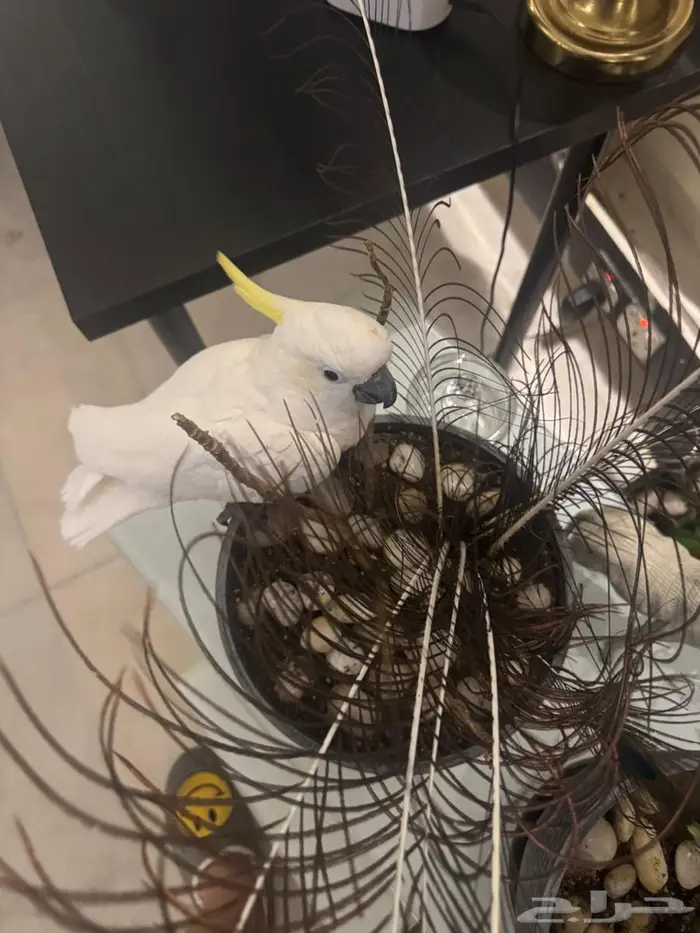 ببغاء كوكاتو متكلم أليف وذكي جد ا 2