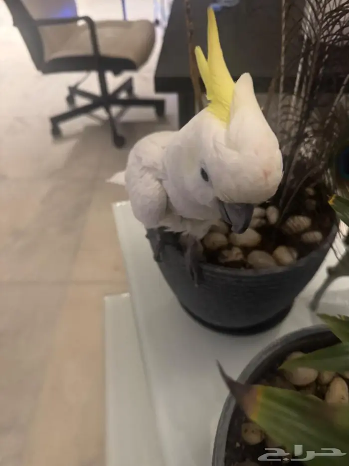 ببغاء كوكاتو متكلم أليف وذكي جد ا 0