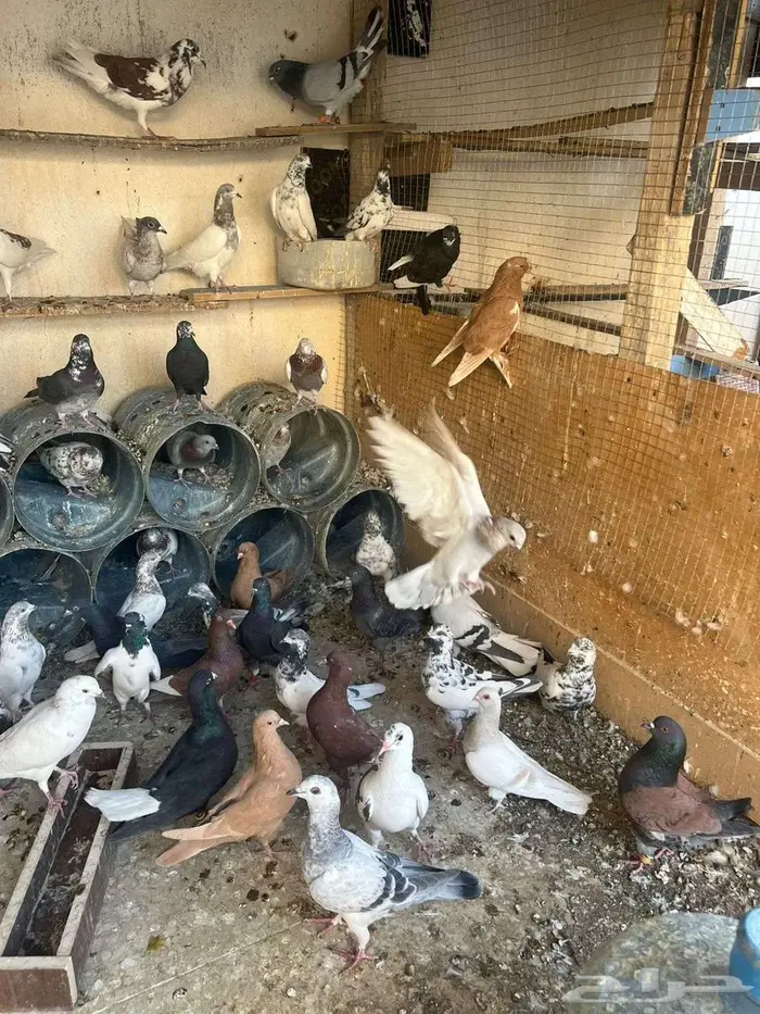 حمام كش وكريش شرط 3