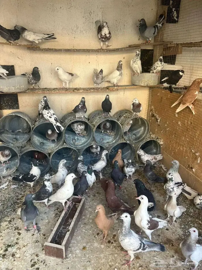 حمام كش وكريش شرط 7