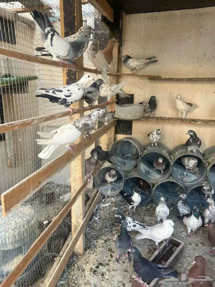 حمام كش وكريش شرط 5