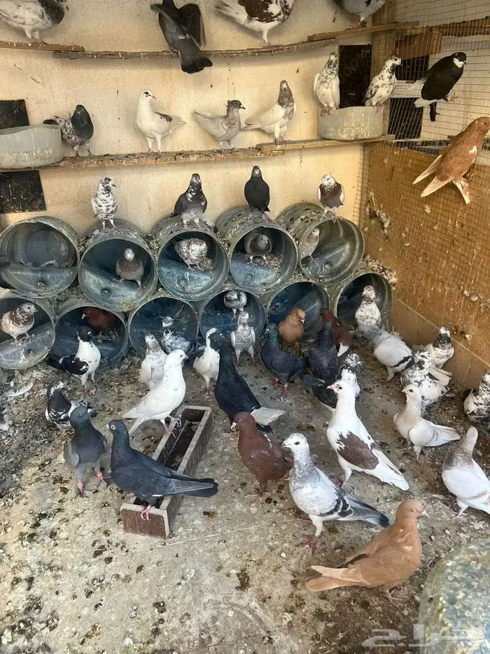 حمام كش وكريش شرط 4