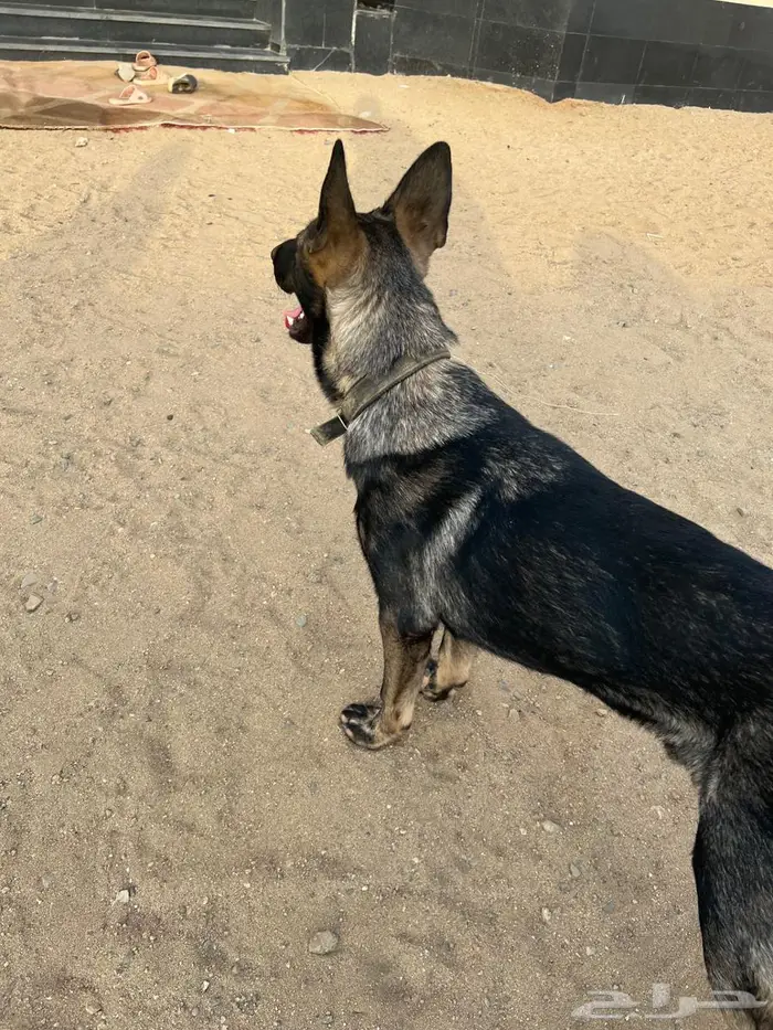 كلب جيرمن سيبل 1