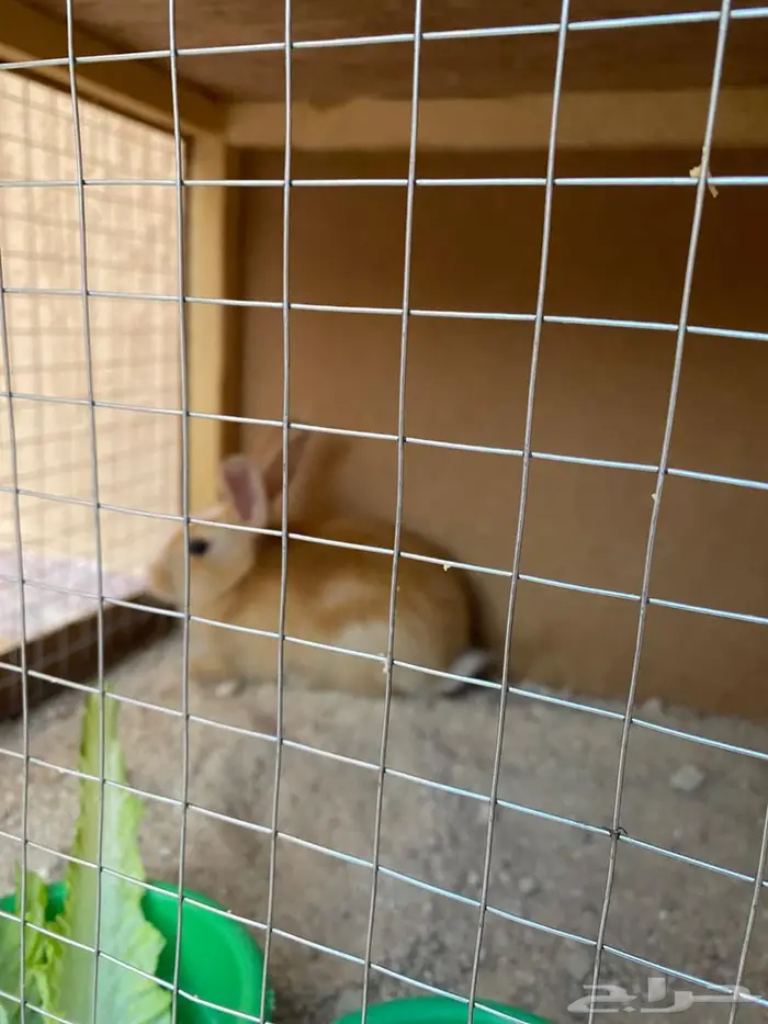 للبيع أرنب قزمية الليفة وقفص 1