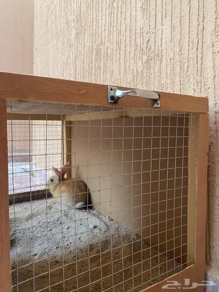 للبيع أرنب قزمية الليفة وقفص 3