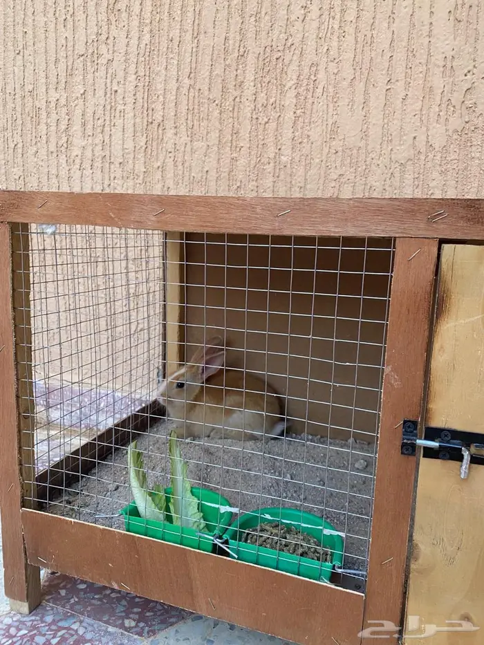 للبيع أرنب قزمية الليفة وقفص 4